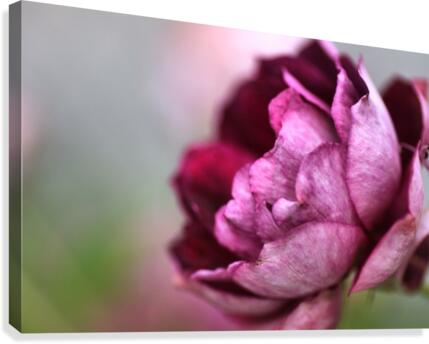 Soft Rose Canvas Print