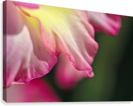 Gladiolus Petals Canvas Print