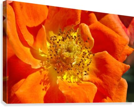 Orange Rose Canvas Print
