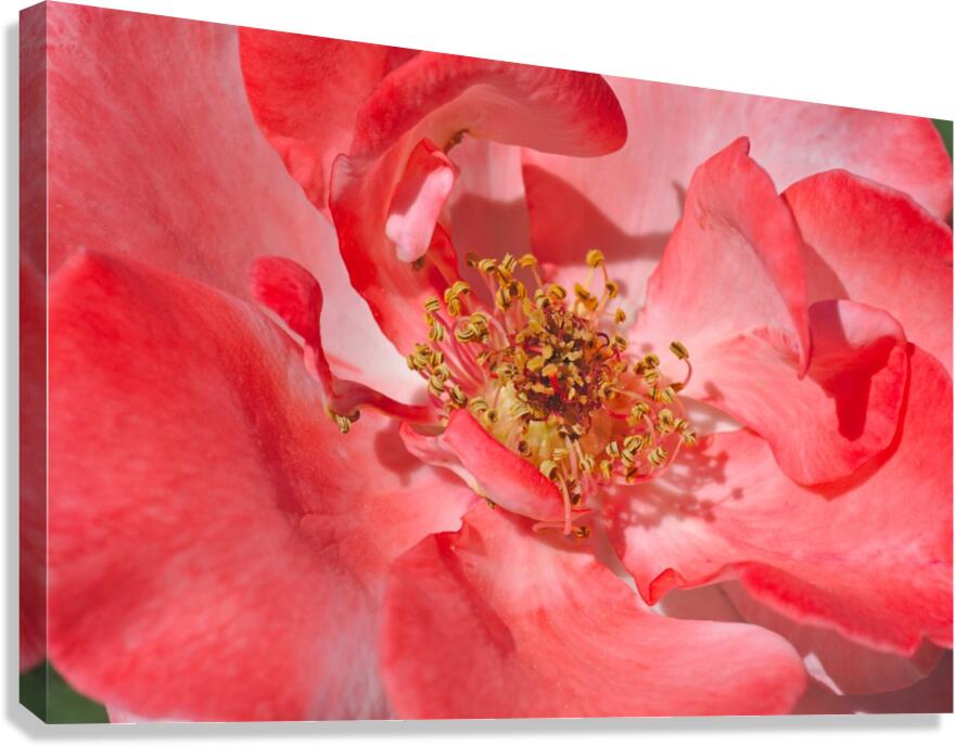 Red Rose Middle Canvas Print