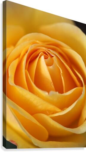 Orange Rose Heart Canvas Print