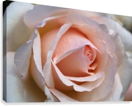 Rose Love Canvas Print