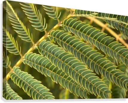 Fern  Canvas Print