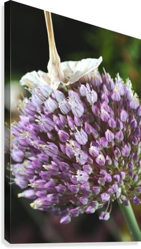 Garlic Flower Canvas Print