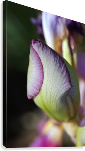 Purple Iris Bud Canvas Print