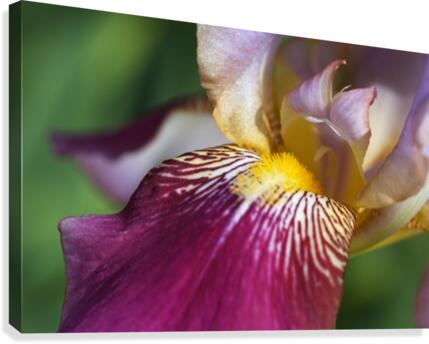 Purple Iris Canvas Print