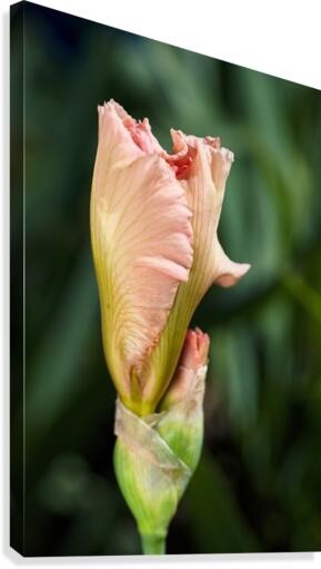 Peach Iris Bud Canvas Print