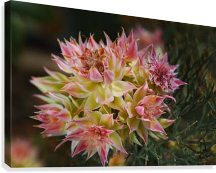 Small Protea Flowers Canvas Print