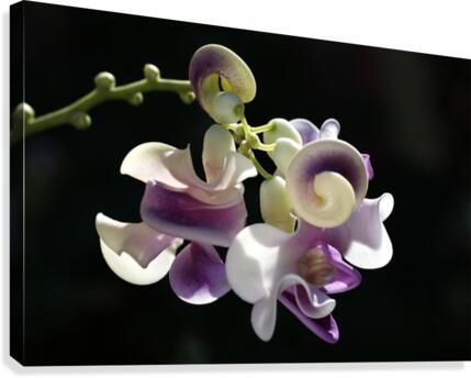 Corkscrew Flower Canvas Print