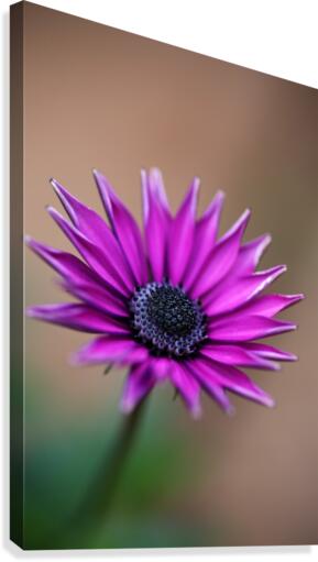 Purple Daisy Canvas Print