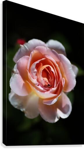 Romantic Rose Canvas Print