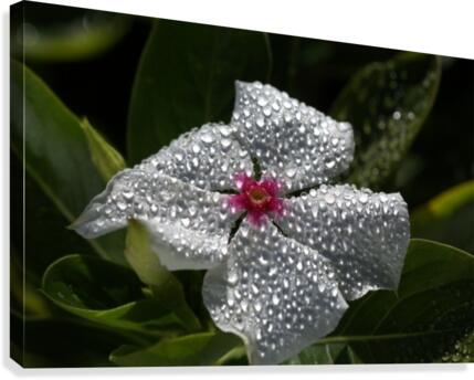 Natures Glitter Canvas Print