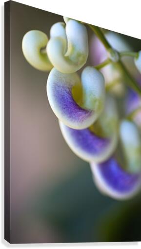 Corkscrew Flower Close Canvas Print