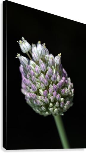 Garlic Bud Canvas Print