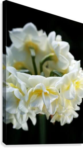 Jonquil Flower Ring Canvas Print