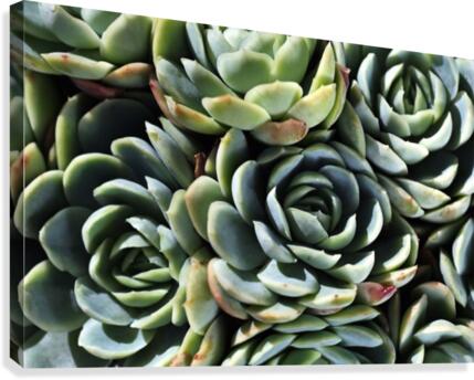 Succulent World Canvas Print