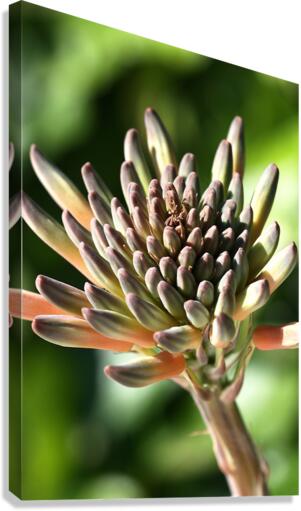 Cactus Bloom Canvas Print