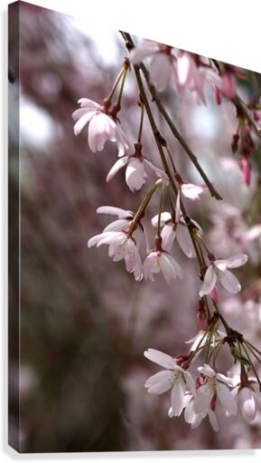 Weeping Cherry Canvas Print