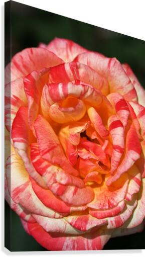 Orange Rose Display Canvas Print