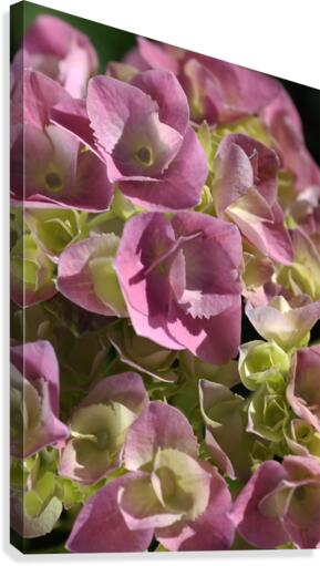 Hydrangea In Pink Canvas Print