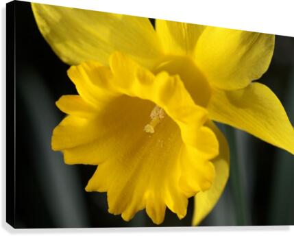 Daffodil  Canvas Print