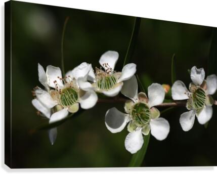Tea Tree Flowers Canvas Print