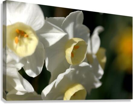 Jonquils  Canvas Print