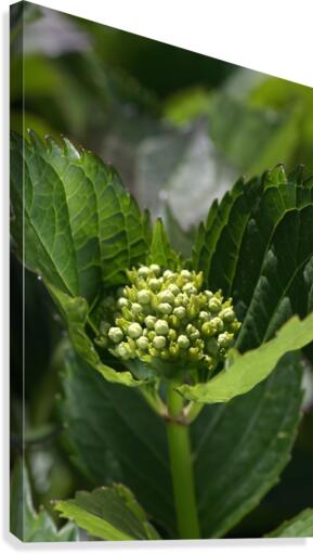 Hydrangea Bud Canvas Print