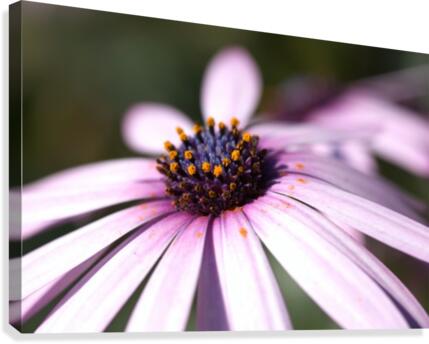 Daisy Pink Canvas Print