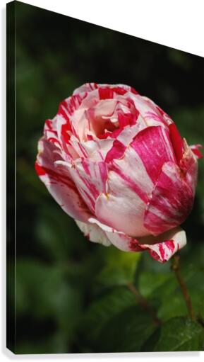 Variegated Rose  Canvas Print