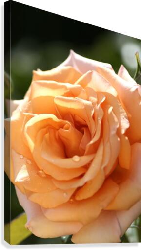 Open Orange Rose Canvas Print