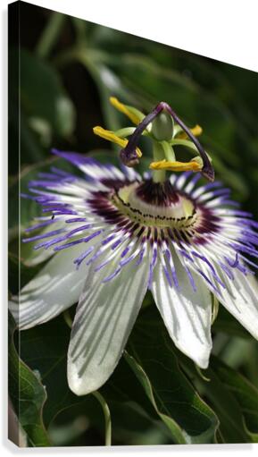 Passion Flower Canvas Print
