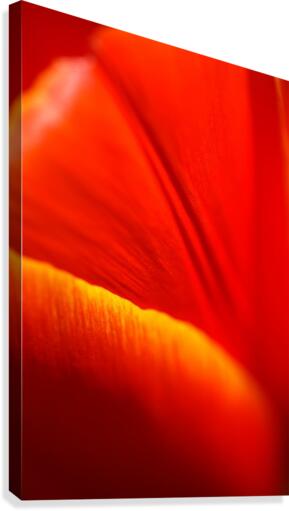 Dear Tulip Canvas Print