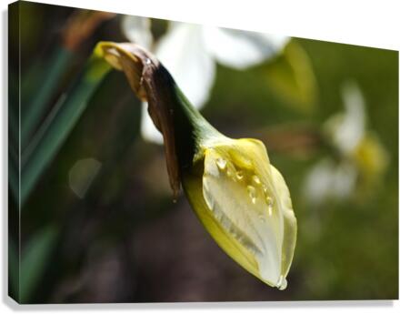 Daffodil Bud Canvas Print