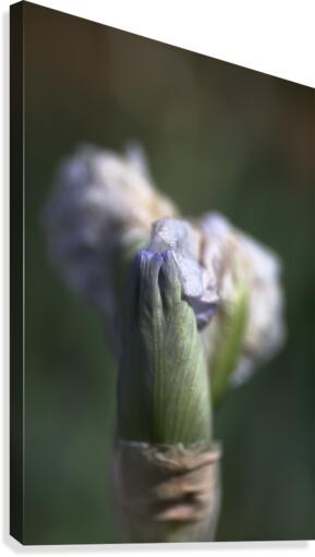 Iris Just Opening Canvas Print