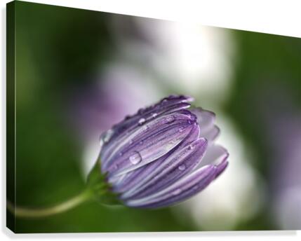 Daisy Bud Canvas Print