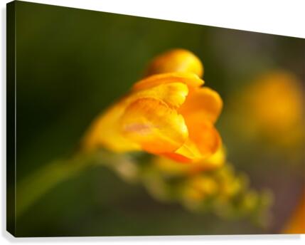 Freesia Flower Canvas Print
