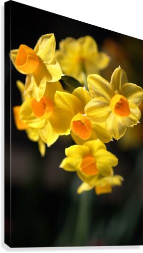 Jonquils Yellow Canvas Print