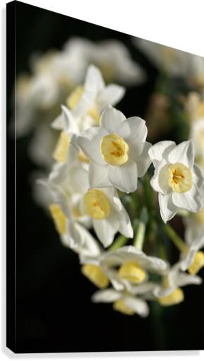 Jonquils Ring Canvas Print