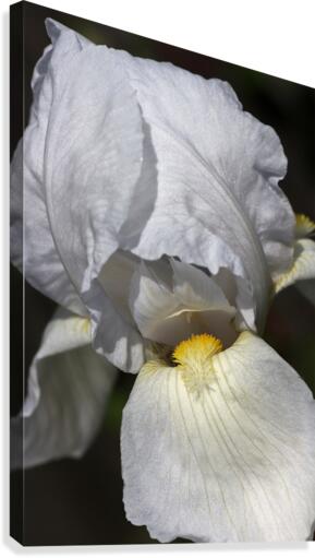 White Iris Canvas Print
