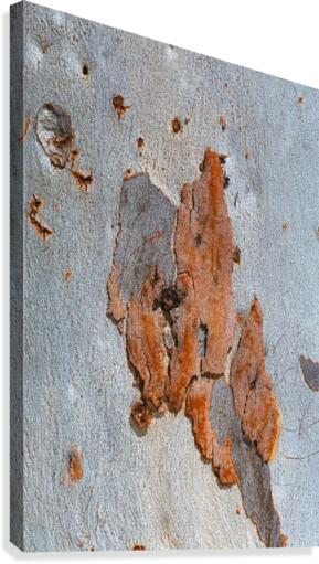 Eucalyptus Road Map Canvas Print