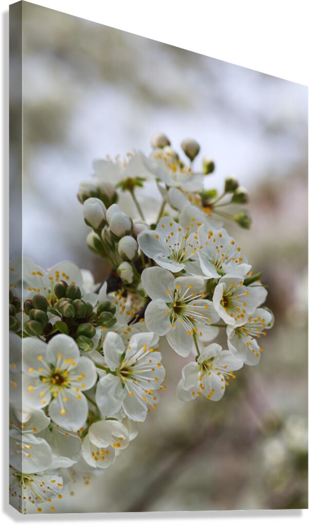 White Blossom Canvas Print