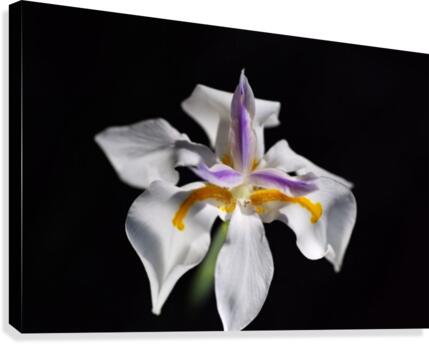 White Iris  Canvas Print