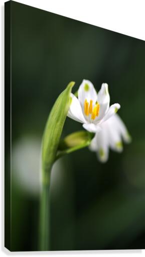 Snowdrop Flower Looking Up Canvas Print