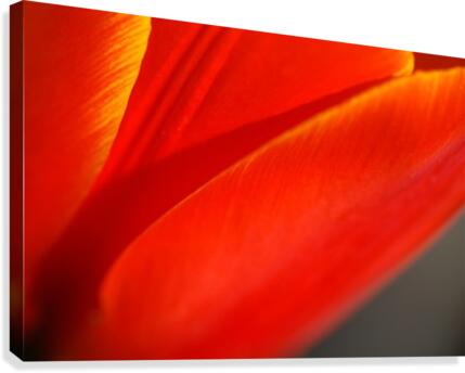Tulips Structure   Canvas Print