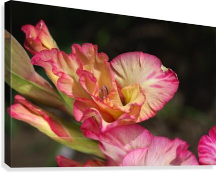 Gladiolus Display Canvas Print