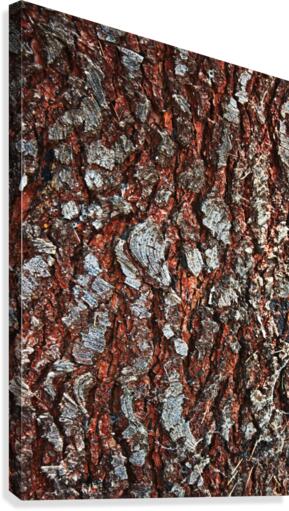 Pine Tree Bark On Trunk Canvas Print
