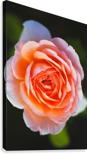 Bold Orange Rose Canvas Print