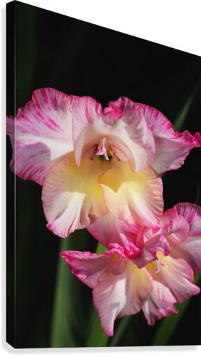 Gladiolus Seeing Double  Canvas Print