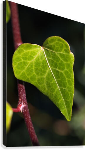 Leaf Heart Canvas Print